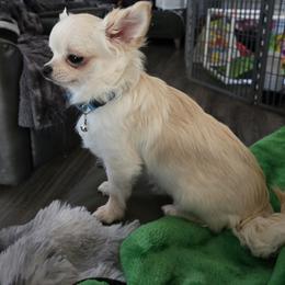 Benny - Cream and white male Chihuahua puppy in Cornelius, Oregon from D's Darling AKC Long Hair Chihuahuas