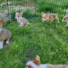 American Corgi Puppies from Thomas Corgi's