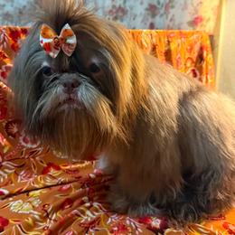 Niko - Liver male Shih Tzu puppy in Corpus Christi, Texas from Pam Crump Shih Tzu