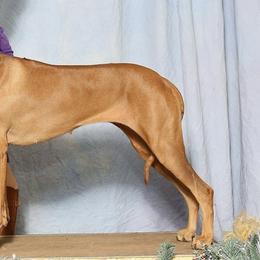 Rhodesian Ridgebacks from Jessica's Rhodesian Ridgebacks