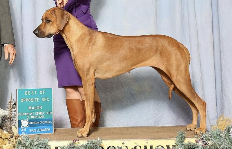 Regal Crown Rhodesian Ridgebacks Jessica's Rhodesian Ridgebacks in Washington, D.C. | Rhodesian ...
