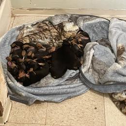 Dachshund Puppies from Hursh’s Hounds