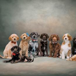 Aussiedoodle and Labradoodle Puppies from Doodles on Duty