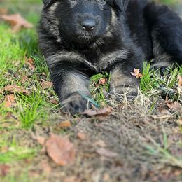 German Shepherd Puppies from StaFra German Shepherd Dogs