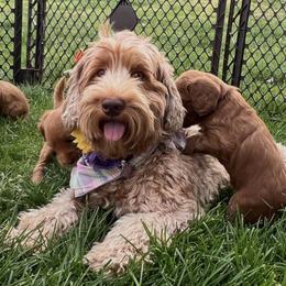 Allie - Australian Labradoodle