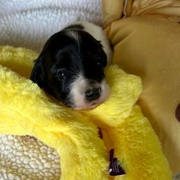 Frankie-(Windy) - Black female Dachshund puppy in Wolf Lake, Indiana from Canisteo Dachshunds