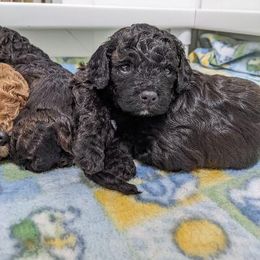 Aussiedoodle, Cavapoo, and Poodle Puppies from Robin's Nest Farm