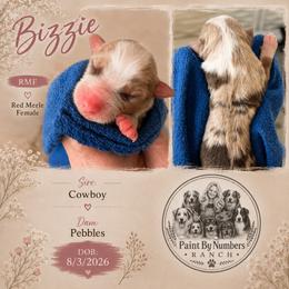 Bizzie - Red merle female Australian Shepherd puppy in Magee, Mississippi from Paint ByNumbers Ranch