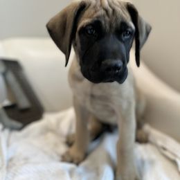 Mastiff Puppies from MLJ Mastiffs Florida