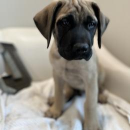 Mastiff Puppies from MLJ Mastiffs Florida
