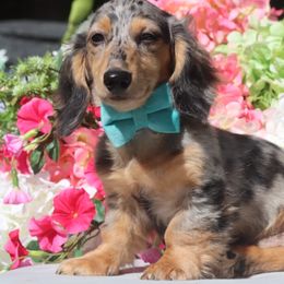 Freckles - Dachshund