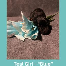 Blue - Black female German Shepherd puppy in San Antonio, Texas from Pridelands