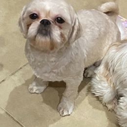 Caramel - Shih Tzu