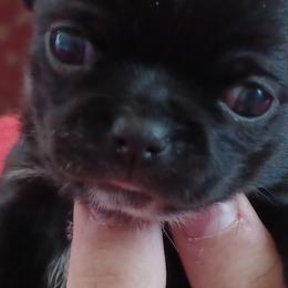 Chihuahuas from Delinda's Chihuahuas