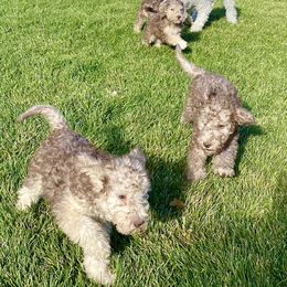 Bedlington Terrier Puppies from Bonnybrook Bedlington Terriers