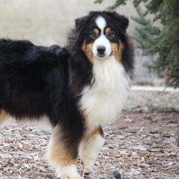 Mae - Australian Shepherd