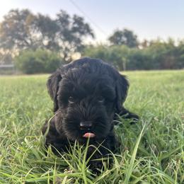 Rocket - Black male Labradoodle puppy in Manchaca, Texas from Heartrock Labradoodles