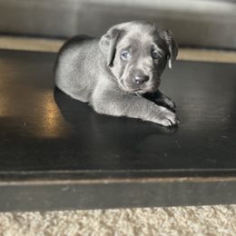 Dilute Retriever and Labrador Retriever Puppies from Lynn Valley Labradors