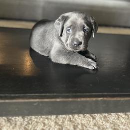 Dilute Retriever and Labrador Retriever Puppies from Lynn Valley Labradors