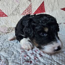 Bernedoodle Puppies from Joyful Pastures Homestead