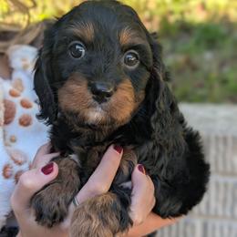 Harvest - Black and tan male Cavapoo puppy in Coshocton, Ohio from Forever Family Puppies