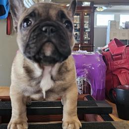 French Bulldog Puppies from Simply Kind Frenchies