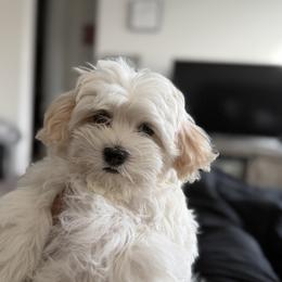 Brother - White male Maltipoo puppy in Chandler, Arizona from Antonae Wallace