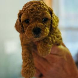 Ginger - female Cavapoochon puppy in Natural Bridge, Virginia from Rockbridge Puppies