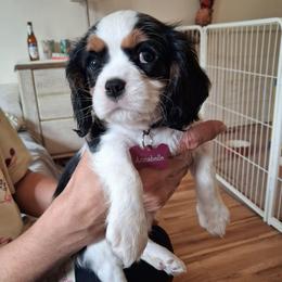 Pink collar, Annabelle - Tri-color female Cavalier King Charles Spaniel puppy in Colorado Springs, Colorado from True Love Colorado Cavalier King Charles Spaniels