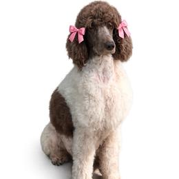 Finley - Poodle