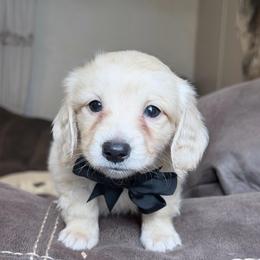 Phil - Cream male Dachshund puppy in Hornbeck, Louisiana from A&Z Mini Dachshunds