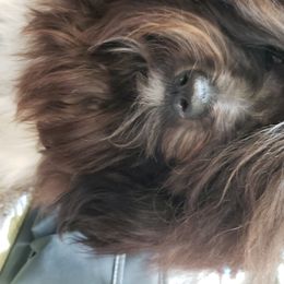 Revistio's Last Raindrop  - Havanese