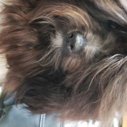 Revistio's Last Raindrop  - Havanese