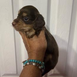 Skeeter - Chocolate and cream female Dachshund puppy in Pitkin, Louisiana from 5F Dachshunds