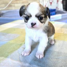 Luna - Black sabled fawn female Chihuahua puppy in Tulsa, Oklahoma from Hart's Chihuahuas