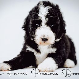 Sheepadoodle Puppies from The Farms Precious Doodles