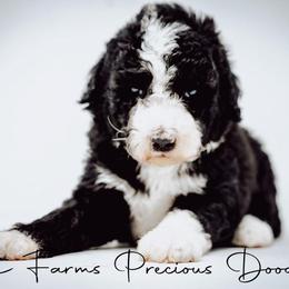 Sheepadoodle Puppies from The Farms Precious Doodles