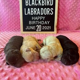 Labrador Retriever Puppies from Blackbird Labradors