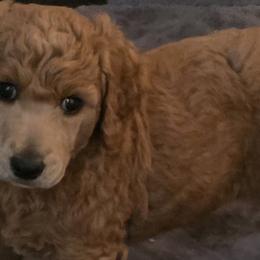 Poodles from Leanne Pearson
