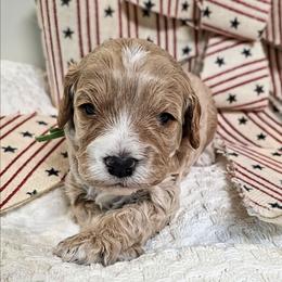 Mason - Apricot male Cavapoo puppy in Gunnison, Utah from Curls and Camo Pups