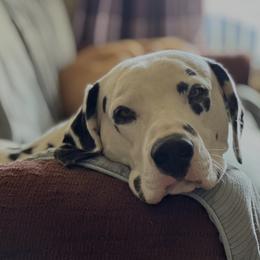 Rufus - Dalmatian