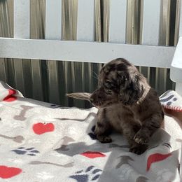 Dachshunds from Presleys dachshunds