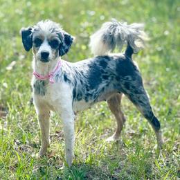 Daisy - Aussiedoodle