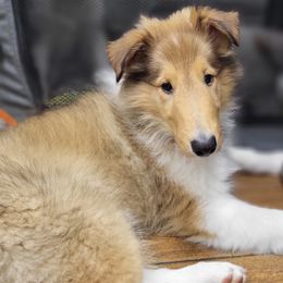 Nutmeg - Sable and white female Collie puppy in Mesa, Arizona from Sperling's Rough Collies