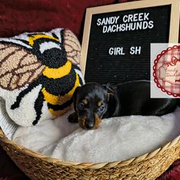 Piglet - Black and tan female Dachshund puppy in Rosanky, Texas from Sandy Creek Minatare Dachshunds