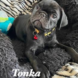 Tonka - Black male Pug puppy in Hesperia, California from Amatskennel - Stubby Tails Ranch