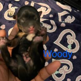 Woody - Black and tan male Yorkipoo puppy in Gastonia, North Carolina from Precious pups dynasty kennel