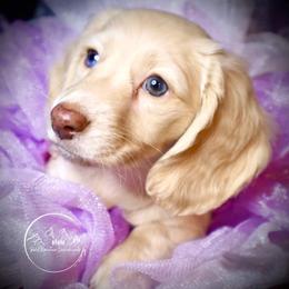 Dachshund Puppies from Bald Mountain Dachshunds