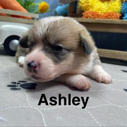 Ashley - Sable female Pembroke Welsh Corgi puppy in Apison, Tennessee from Ashmore Corgis