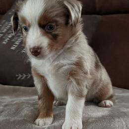 Miniature Australian Shepherd Puppies from Highland Hills Mini Aussies